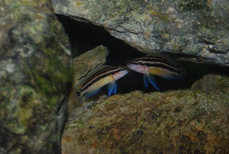 Julidochromis ornatus 'Mbita Island'